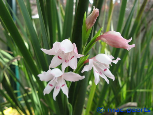 Gladiolus carneus